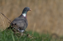 Holub hřivnáč ( Columba palumbus )