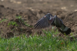 Holub hřivnáč ( Columba palumbus )