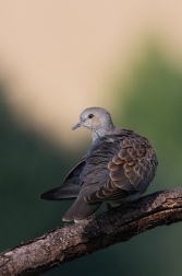 Hrdlička divoká  ( Streptolelia turtur )
