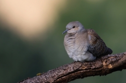 Hrdlička divoká  ( Streptolelia turtur )