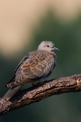 Hrdlička divoká  ( Streptolelia turtur )
