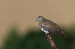 Hrdlička divoká  ( Streptolelia turtur )