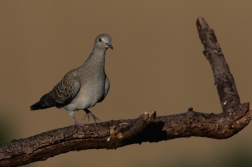 Hrdlička divoká  ( Streptolelia turtur )