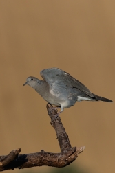 Hrdlička divoká  ( Streptolelia turtur )