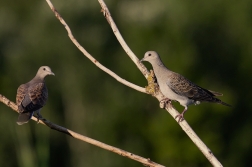 Hrdlička divoká  ( Streptolelia turtur )