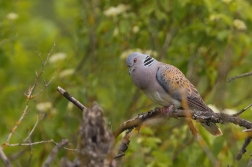 Hrdlička divoká  ( Streptopelia turtur )