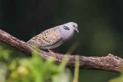 Hrdlička divoká  ( Streptopelia turtur )