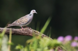 Hrdlička divoká  ( Streptopelia turtur )