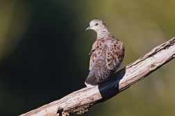 Hrdlička divoká  ( Streptopelia turtur )