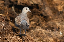 Hrdlička divoká  ( Streptopelia turtur )