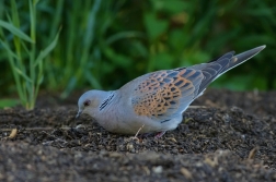 Hrdlička divoká  ( Streptopelia turtur )