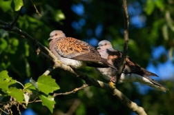 Hrdlička divoká  ( Streptopelia turtur )