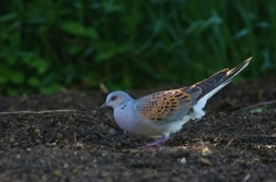 Hrdlička divoká  ( Streptopelia turtur )