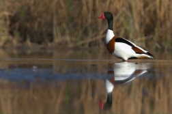 Husice liščí ( Tadorna tadorna )