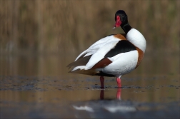 Husice liščí ( Tadorna tadorna )