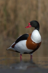 Husice liščí ( Tadorna tadorna )