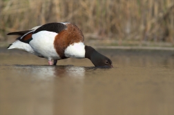 Husice liščí ( Tadorna tadorna )