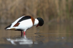 Husice liščí ( Tadorna tadorna )