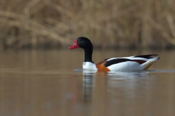 Husice liščí ( Tadorna tadorna )