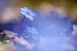 Jaterník podléška  ( Hepatica  nobilis )