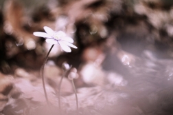 Jaterník podléška  ( Hepatica  nobilis )