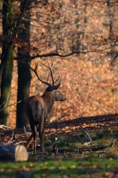 Jelen evropský  ( Cervus elaphus )