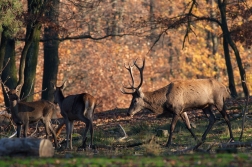 Jelen evropský  ( Cervus elaphus )