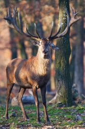 Jelen evropský  ( Cervus elaphus )