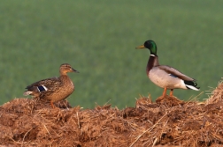 Kachna divoká  ( Anas platxrhynchos )