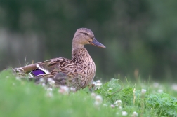 Kachna divoká ( Anas platyrhynchos )
