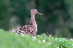 Kachna divoká ( Anas platyrhynchos )