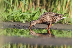 Kachna divoká ( Anas platyrhynchos )