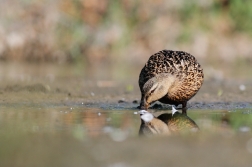 Kachna divoká ( Anas platyrhynchos )
