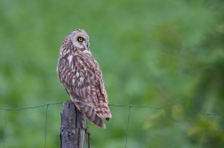 Kalous pustovka  ( Asio flammeus )