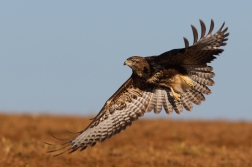 Káně lesní  ( Buteo buteo )