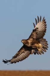 Káně lesní  ( Buteo buteo )