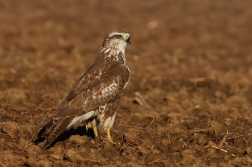 Káně lesní  ( Buteo buteo )