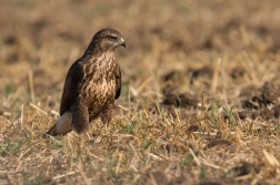 Káně lesní  ( Buteo buteo )