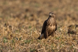 Káně lesní  ( Buteo buteo )