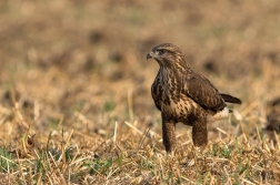 Káně lesní  ( Buteo buteo )