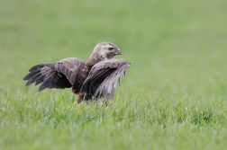 Káně lesní  ( Buteo buteo )