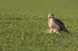 Káně lesní  ( Buteo buteo )