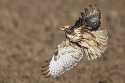 Káně lesní  ( Buteo buteo )