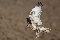 Káně lesní  ( Buteo buteo )