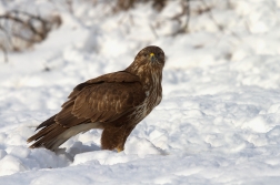 Káně lesní ( Buteo buteo )