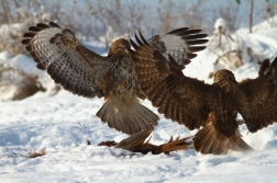 Káně lesní ( Buteo buteo )