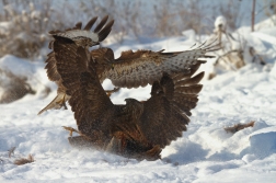 Káně lesní ( Buteo buteo )