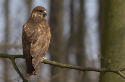 Káně lesní ( Buteo buteo )