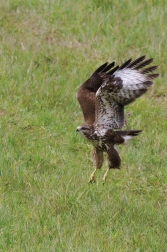 Káně lesní  ( Buteo buteo )