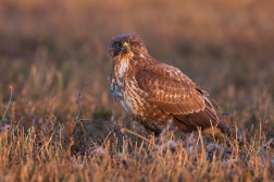 Káně lesní  ( Buteo buteo )